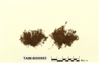 藏品(牛舌苔屬)的圖片